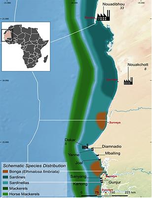 Contribution of small-scale migrant fishing to the emergence of the fishmeal industry in West Africa: Cases of Mauritania, Senegal and the Gambia